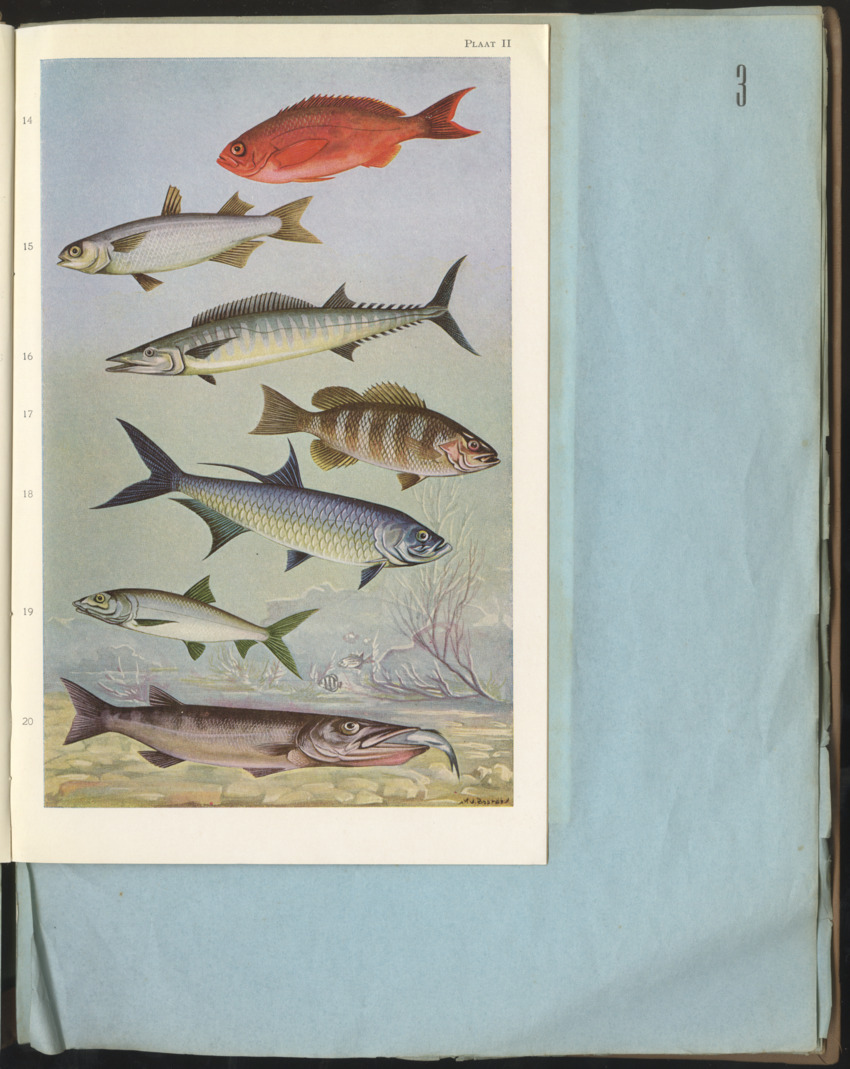 Carmabi Collected Papers Volume 1 - Nos. 1-15, 1956-1959 - Page 45