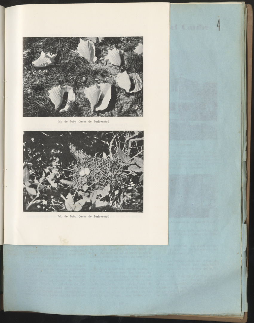 Carmabi Collected Papers Volume 1 - Nos. 1-15, 1956-1959 - Page 79