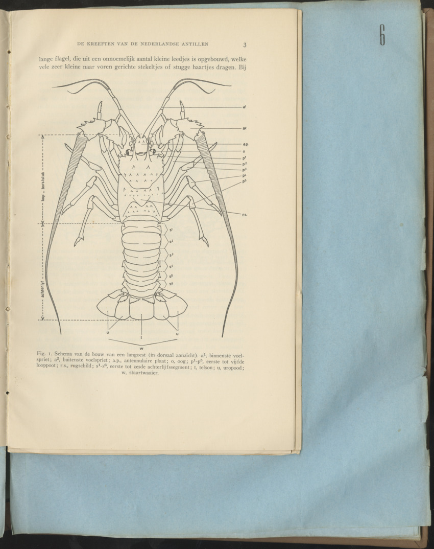 Carmabi Collected Papers Volume 1 - Nos. 1-15, 1956-1959 - Page 99