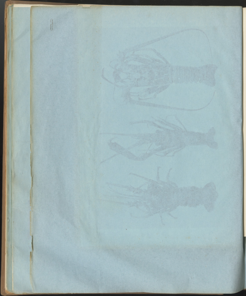 Carmabi Collected Papers Volume 1 - Nos. 1-15, 1956-1959 - Page 126