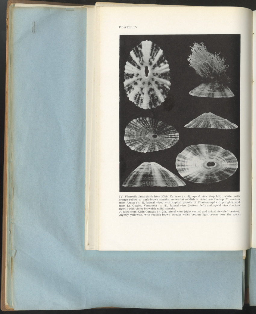 Carmabi Collected Papers Volume 1 - Nos. 1-15, 1956-1959 - Page 204