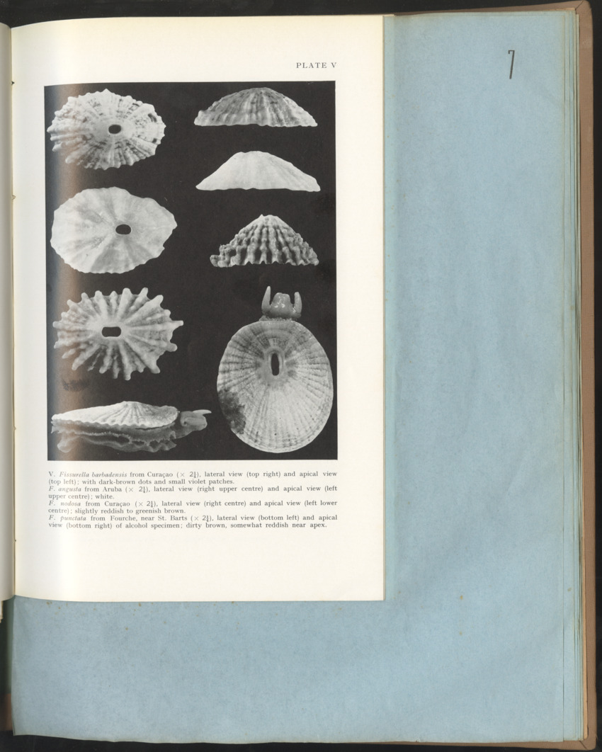 Carmabi Collected Papers Volume 1 - Nos. 1-15, 1956-1959 - Page 205