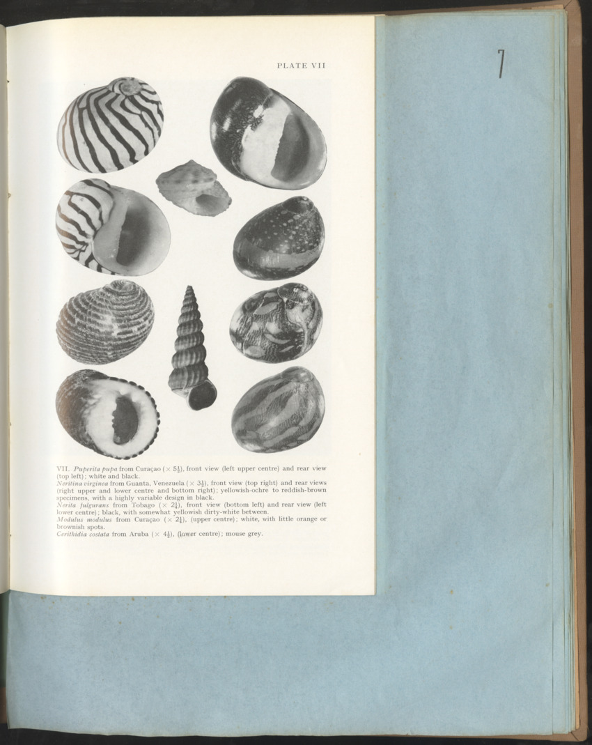 Carmabi Collected Papers Volume 1 - Nos. 1-15, 1956-1959 - Page 207