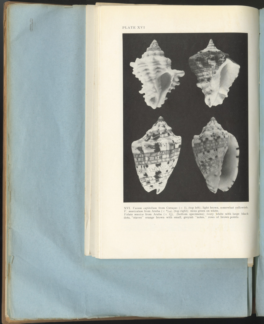 Carmabi Collected Papers Volume 1 - Nos. 1-15, 1956-1959 - Page 216