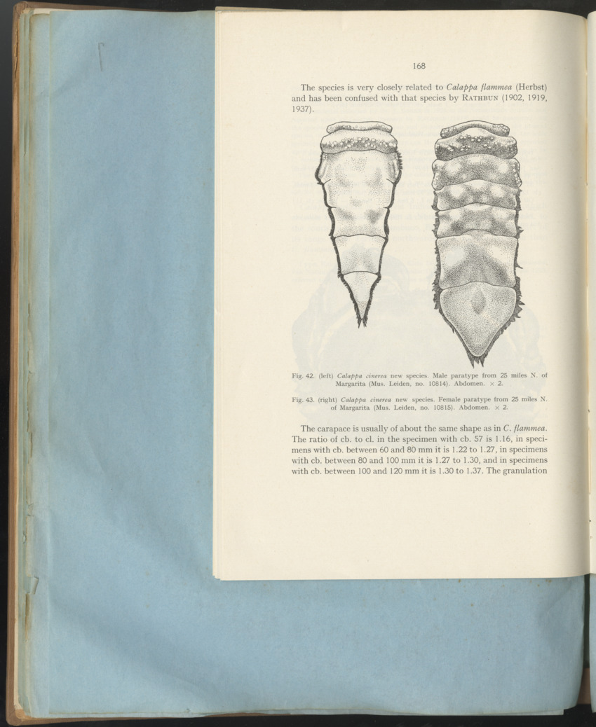 Carmabi Collected Papers Volume 1 - Nos. 1-15, 1956-1959 - Page 244