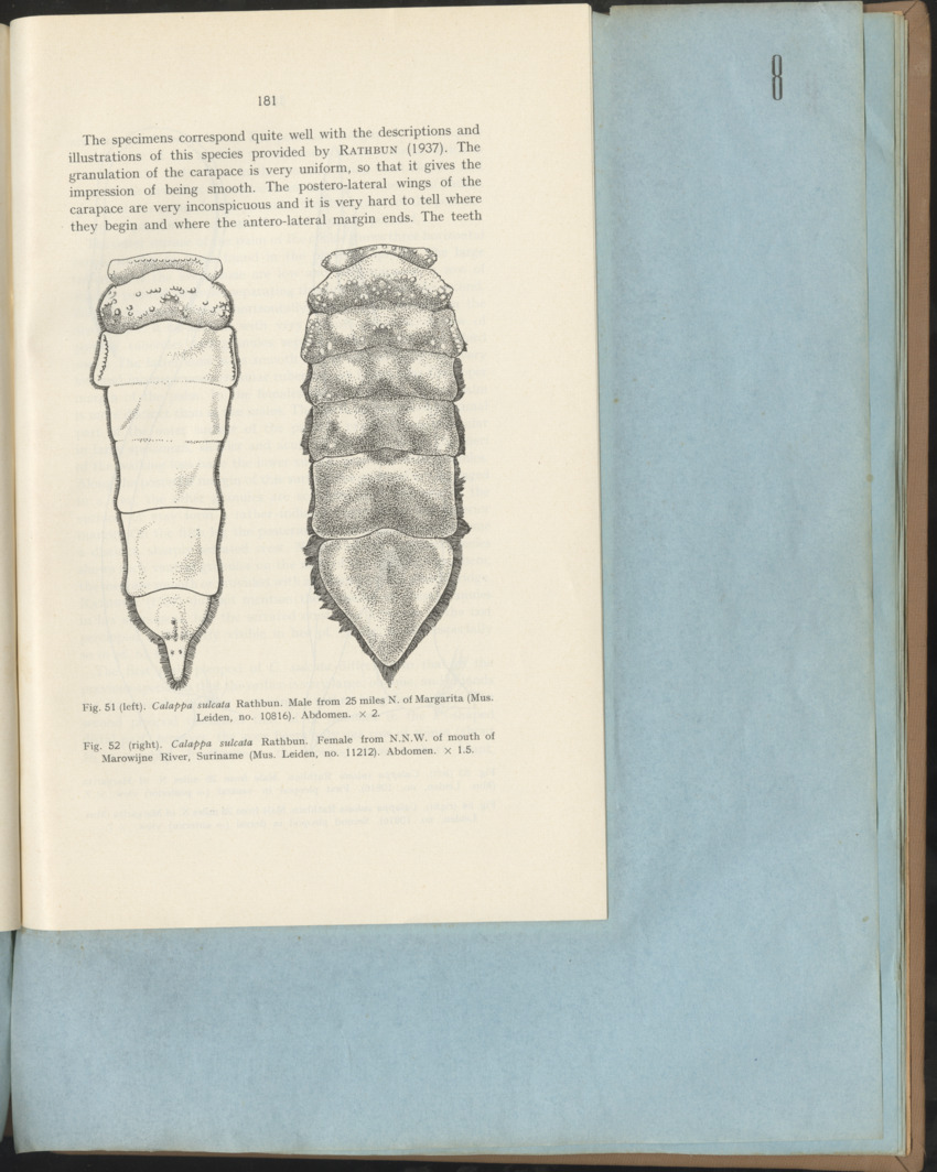 Carmabi Collected Papers Volume 1 - Nos. 1-15, 1956-1959 - Page 257