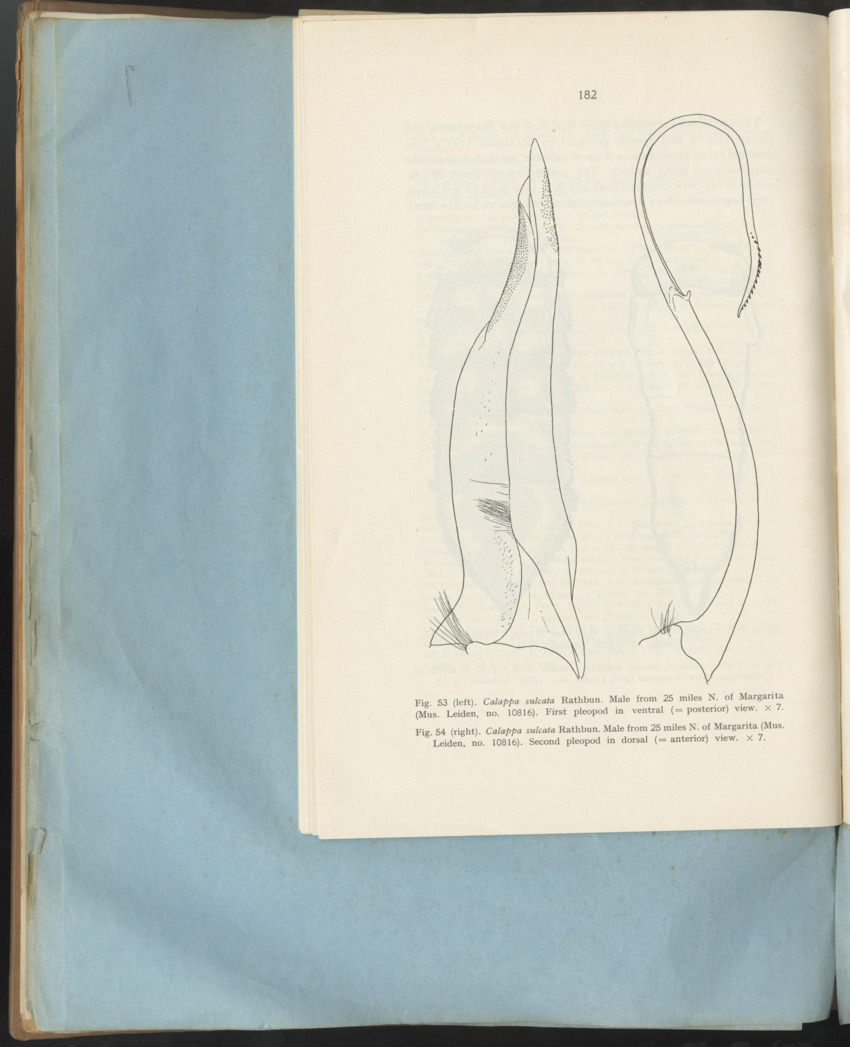 Carmabi Collected Papers Volume 1 - Nos. 1-15, 1956-1959 - Page 258