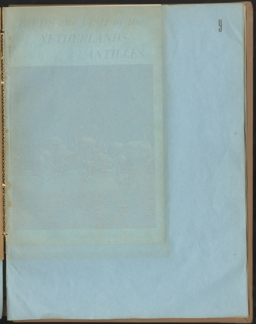 Carmabi Collected Papers Volume 1 - Nos. 1-15, 1956-1959 - Page 295