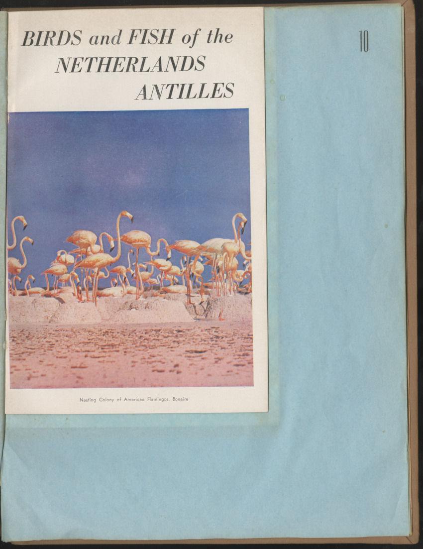 Carmabi Collected Papers Volume 1 - Nos. 1-15, 1956-1959 - Page 297