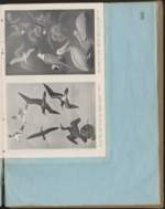 MISSING THUMBNAIL