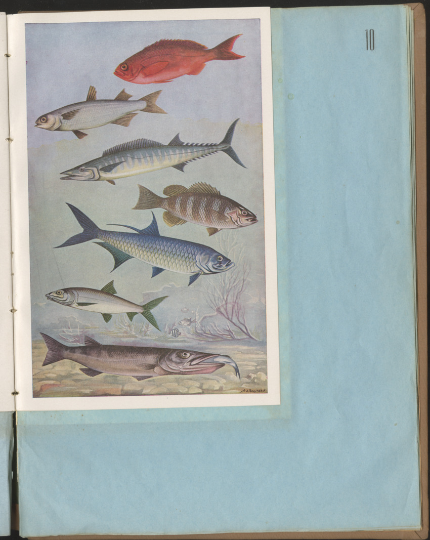 Carmabi Collected Papers Volume 1 - Nos. 1-15, 1956-1959 - Page 313