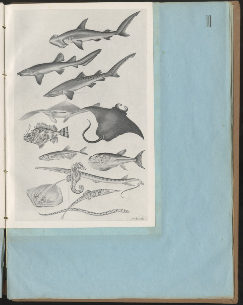 Carmabi Collected Papers Volume 1 - Nos. 1-15, 1956-1959 - Page 315