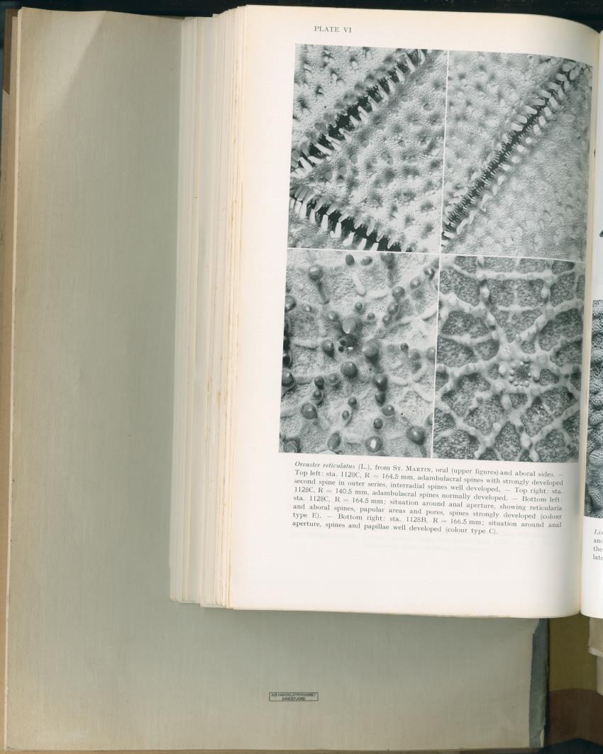 Carmabi Collected Papers Volume 2 - Nos. 16-36, 1959-1963 - New Page