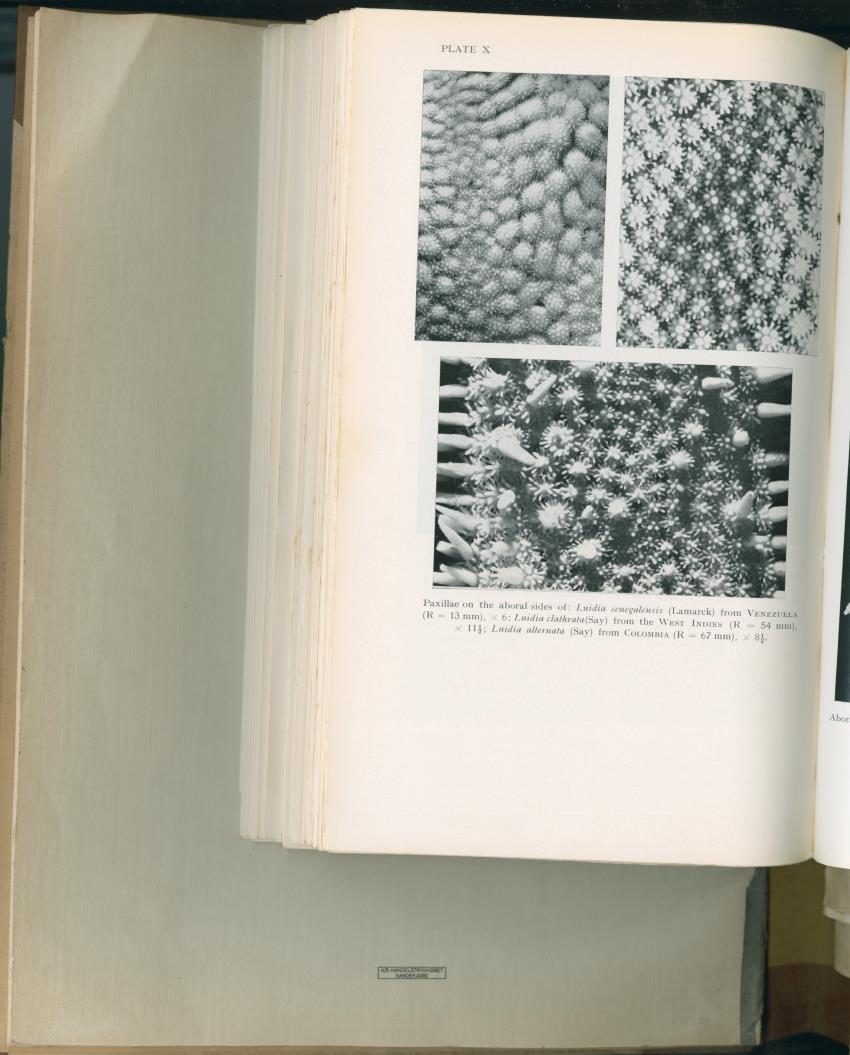 Carmabi Collected Papers Volume 2 - Nos. 16-36, 1959-1963 - New Page