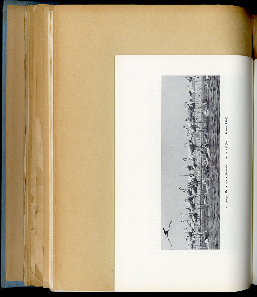 Carmabi Collected Papers Volume 6 - Nos. 84-97, 1969-1971 - New Page
