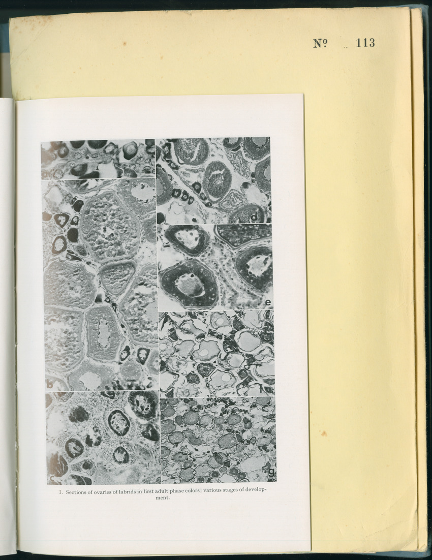 Carmabi Collected Papers Volume 8 - Nos. 110-125, 1972-1973 - New Page