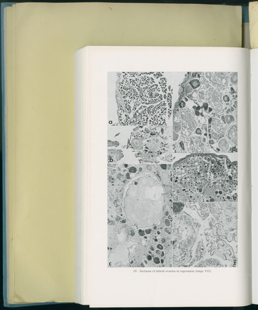 Carmabi Collected Papers Volume 8 - Nos. 110-125, 1972-1973 - New Page