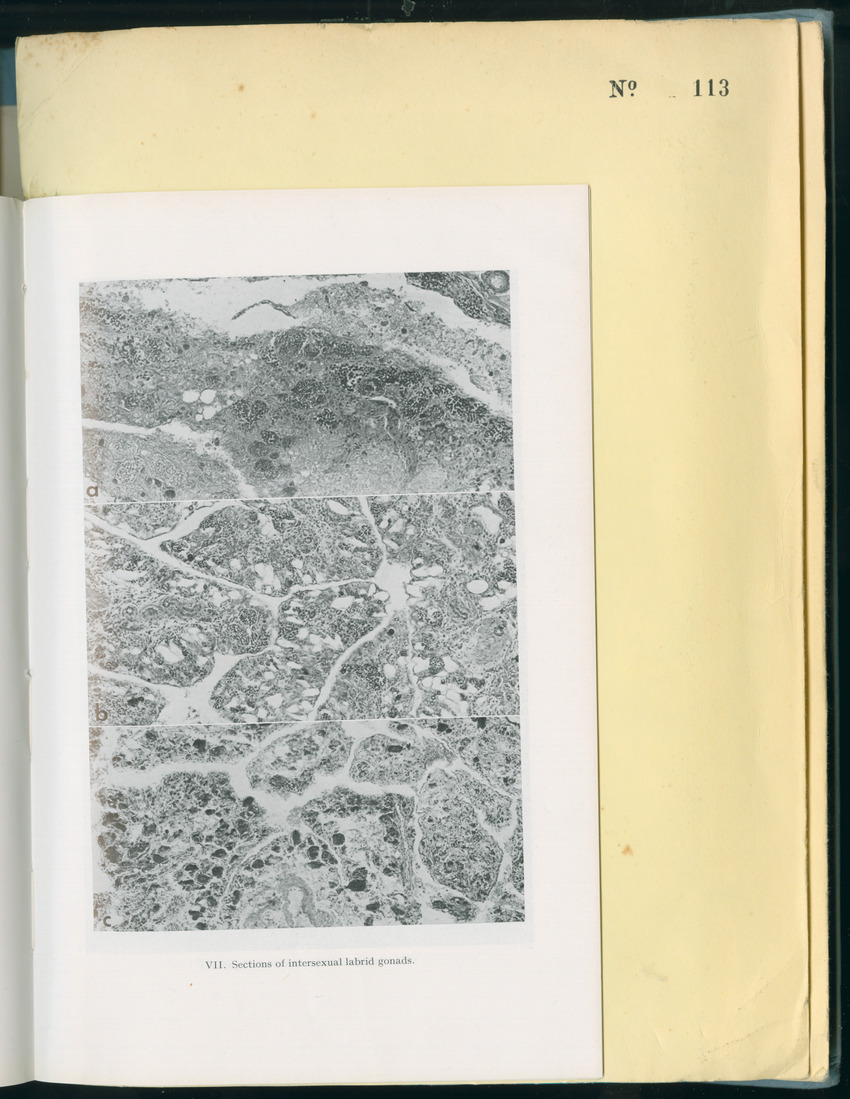 Carmabi Collected Papers Volume 8 - Nos. 110-125, 1972-1973 - New Page