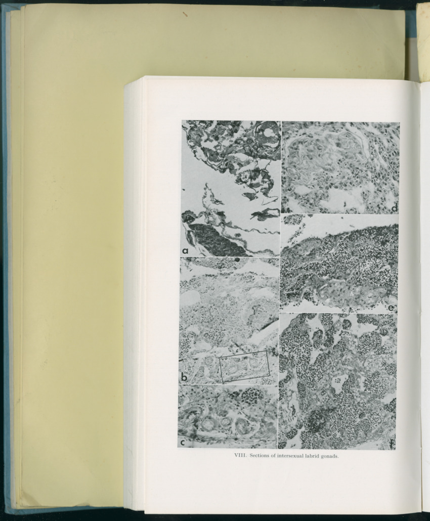 Carmabi Collected Papers Volume 8 - Nos. 110-125, 1972-1973 - New Page
