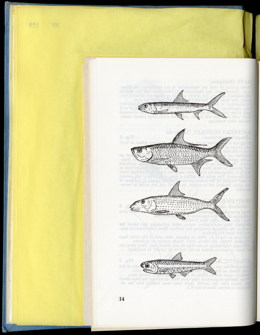 Carmabi Collected Papers Volume 9 - Nos. 126-140, 1972-1974 - New Page