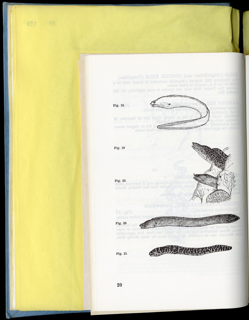 Carmabi Collected Papers Volume 9 - Nos. 126-140, 1972-1974 - New Page