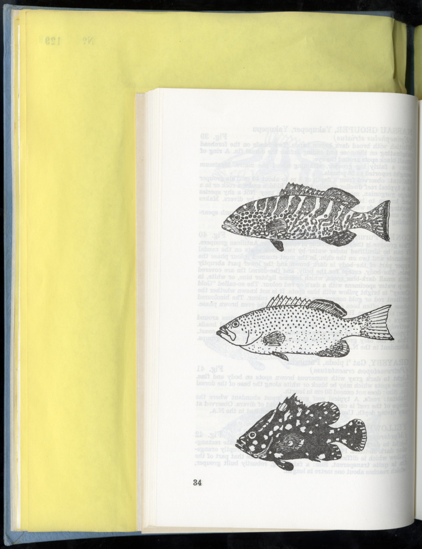 Carmabi Collected Papers Volume 9 - Nos. 126-140, 1972-1974 - New Page