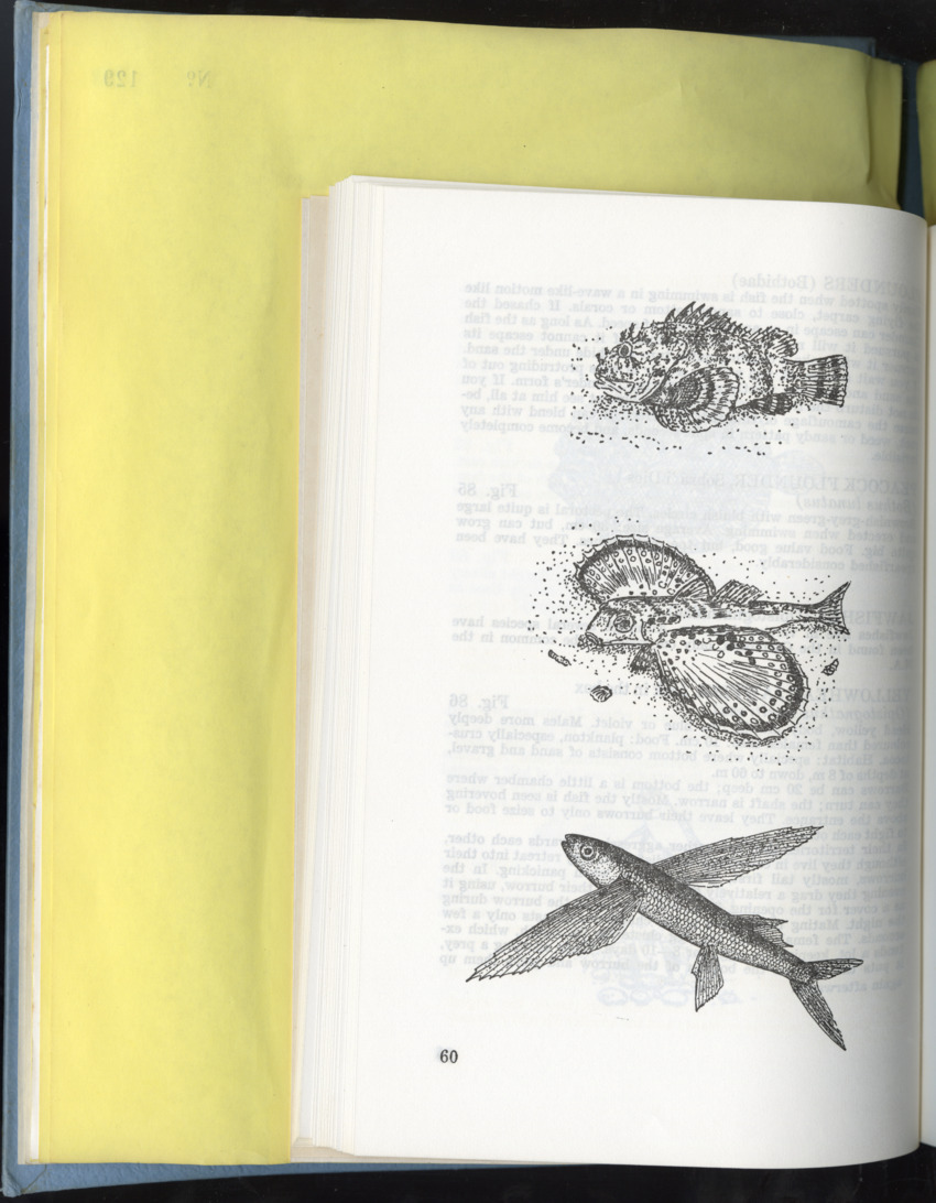 Carmabi Collected Papers Volume 9 - Nos. 126-140, 1972-1974 - New Page