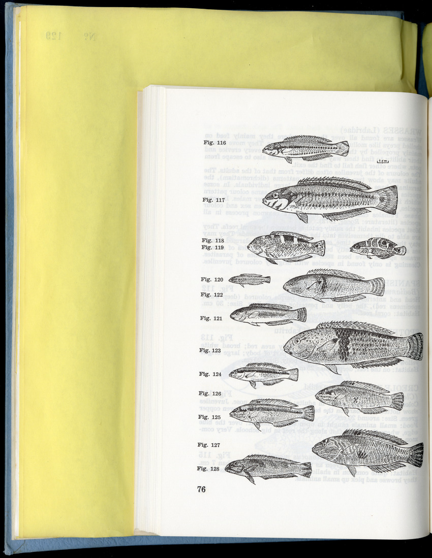 Carmabi Collected Papers Volume 9 - Nos. 126-140, 1972-1974 - New Page