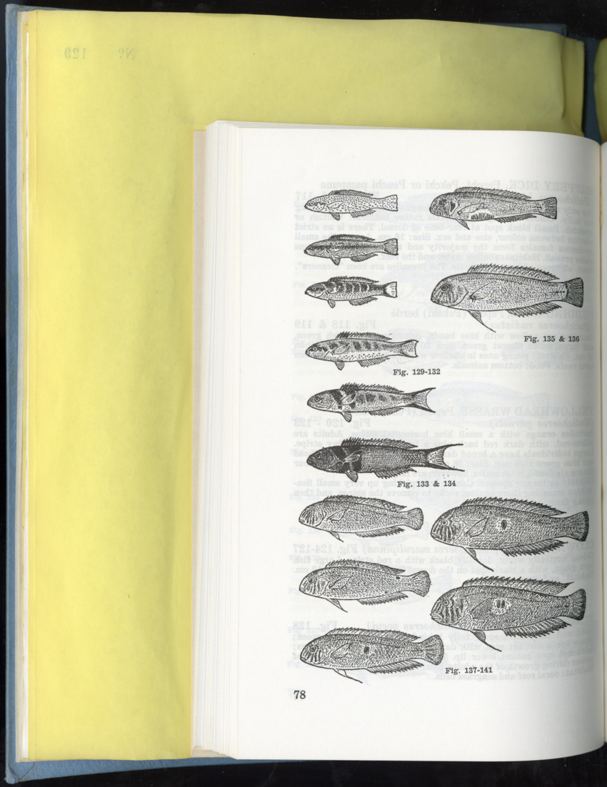 Carmabi Collected Papers Volume 9 - Nos. 126-140, 1972-1974 - New Page