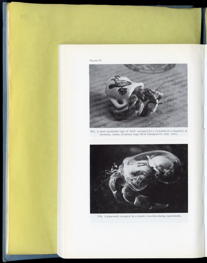 Carmabi Collected Papers Volume 9 - Nos. 126-140, 1972-1974 - New Page