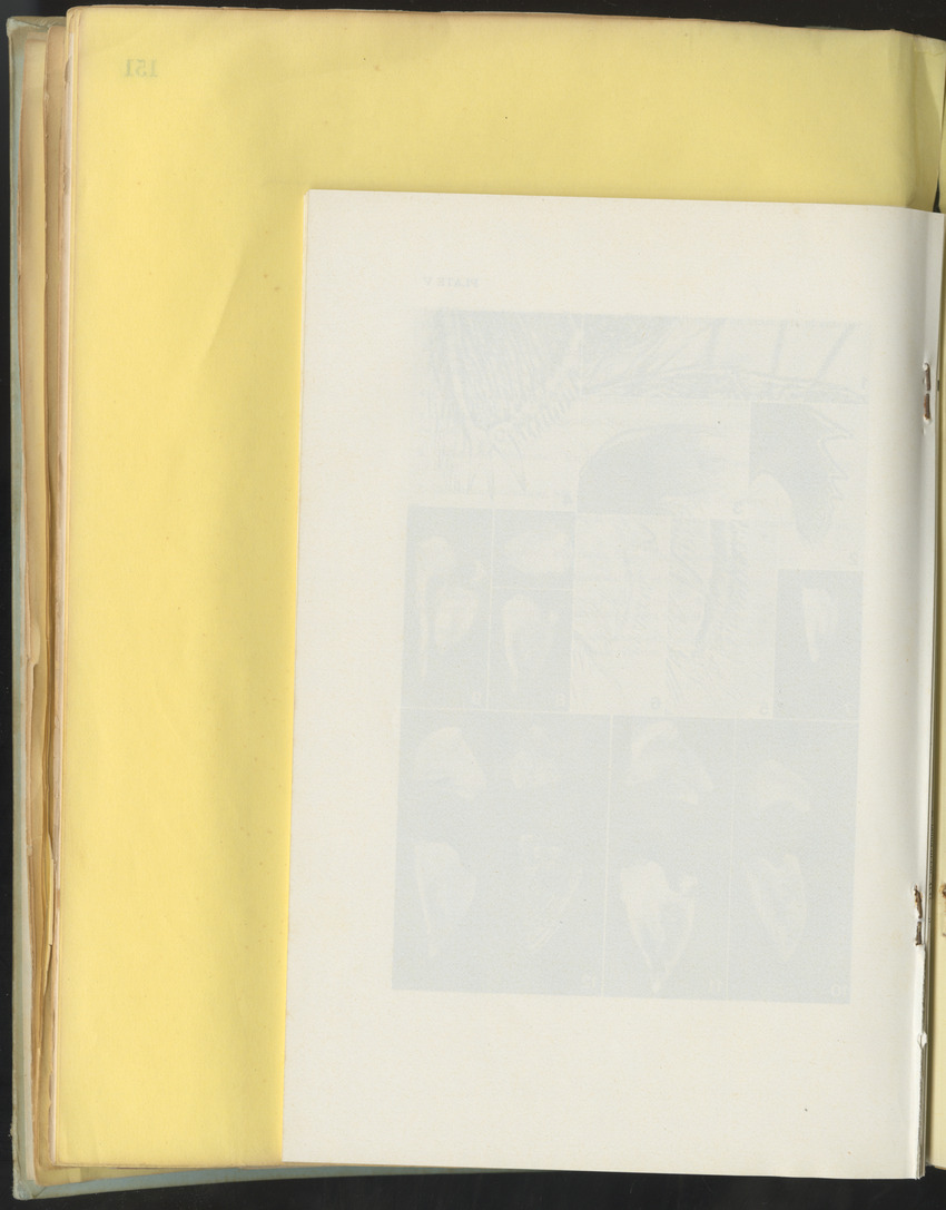 Carmabi Collected Papers Volume 10 - Nos. 141-169, 1973-1975 - New Page