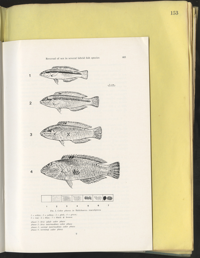 Carmabi Collected Papers Volume 10 - Nos. 141-169, 1973-1975 - New Page
