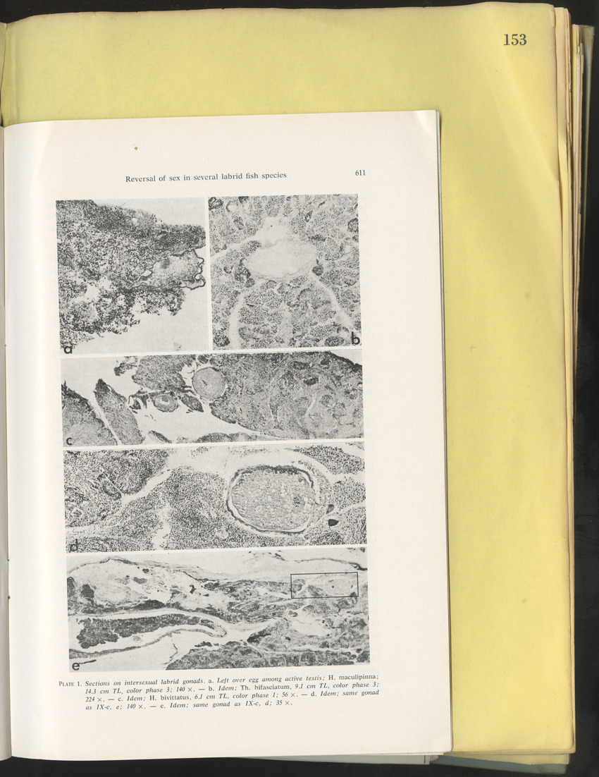 Carmabi Collected Papers Volume 10 - Nos. 141-169, 1973-1975 - New Page