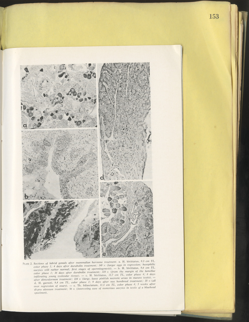 Carmabi Collected Papers Volume 10 - Nos. 141-169, 1973-1975 - New Page