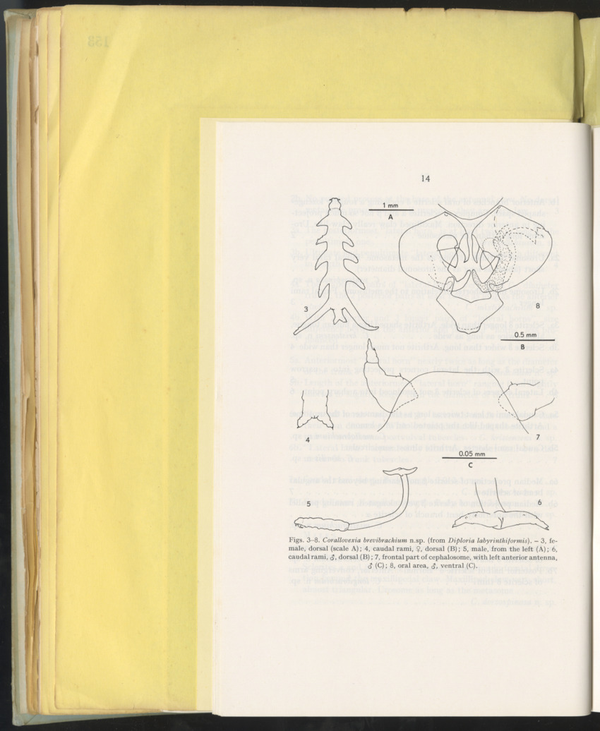 Carmabi Collected Papers Volume 10 - Nos. 141-169, 1973-1975 - New Page