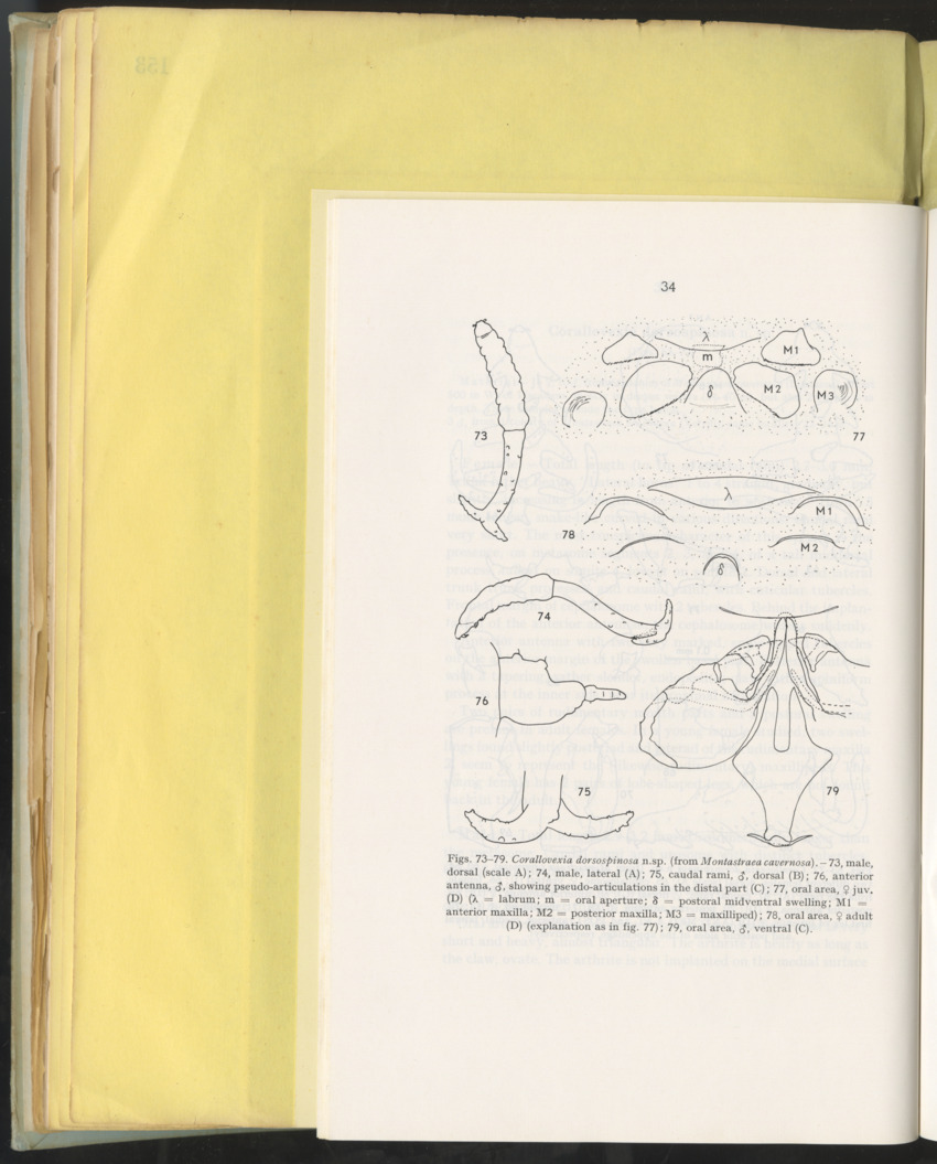 Carmabi Collected Papers Volume 10 - Nos. 141-169, 1973-1975 - New Page