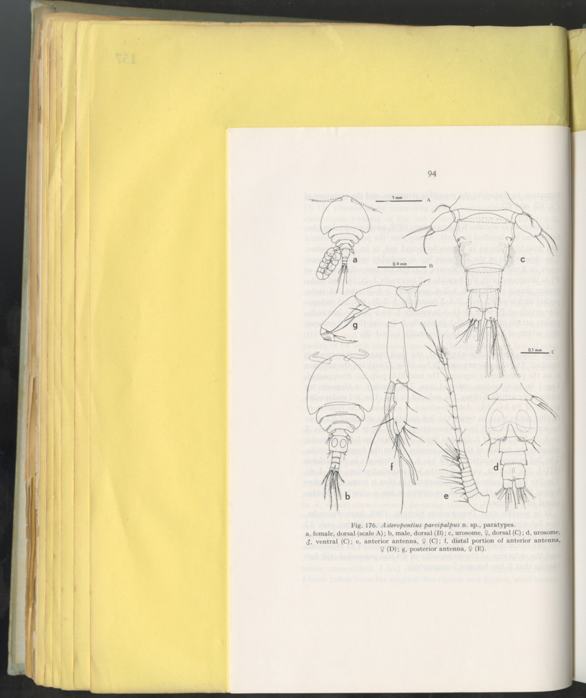 Carmabi Collected Papers Volume 10 - Nos. 141-169, 1973-1975 - New Page