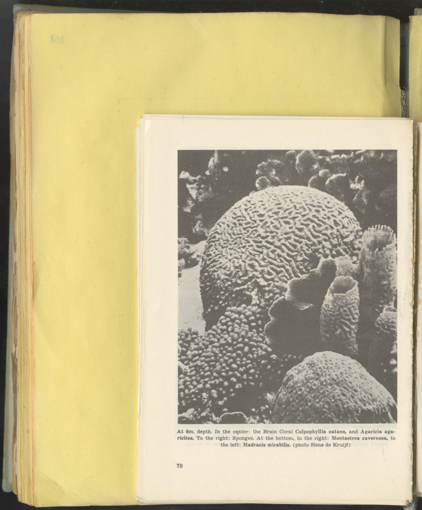 Carmabi Collected Papers Volume 10 - Nos. 141-169, 1973-1975 - New Page
