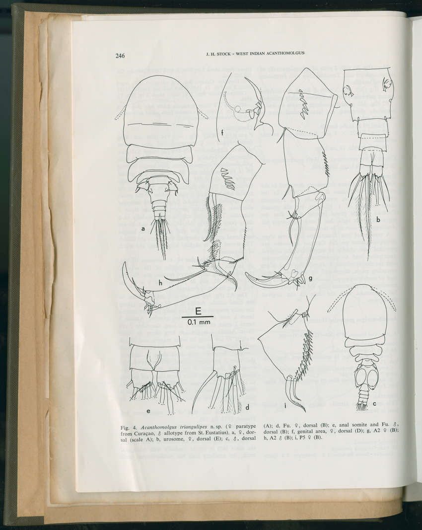 Carmabi Collected Papers Volume 11 - Nos. 170-193, 1975-1976 - Page 33