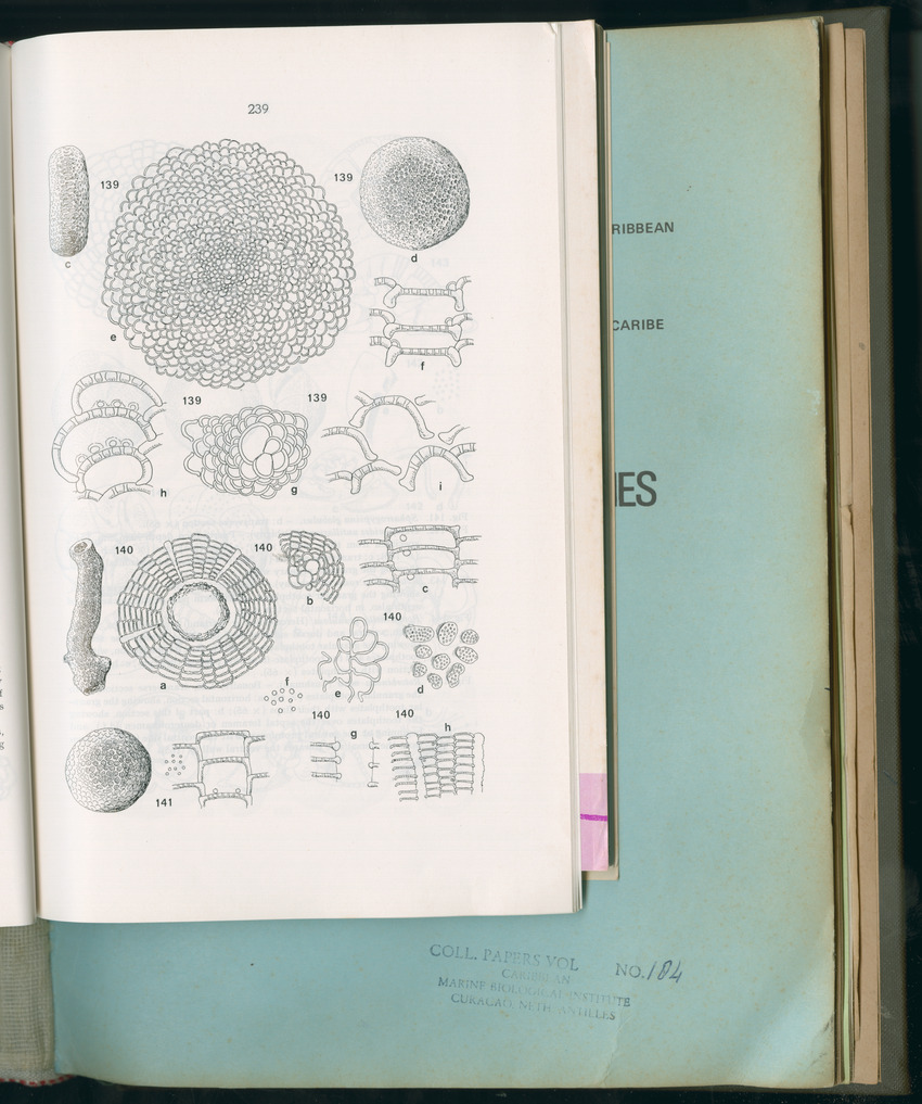 Carmabi Collected Papers Volume 11 - Nos. 170-193, 1975-1976 - Page 447
