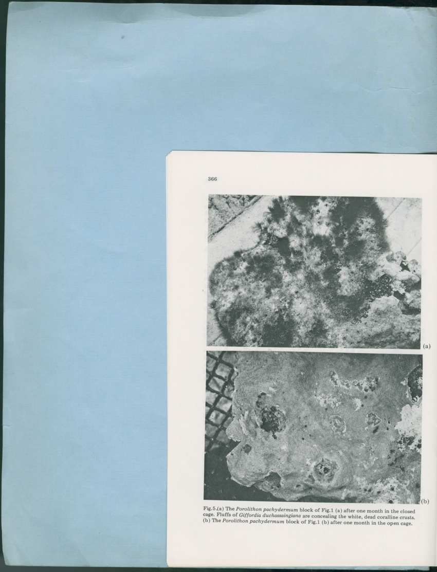Carmabi Collected Papers Volume 12- Nos. 194-224, 1976-1977 - Page 304