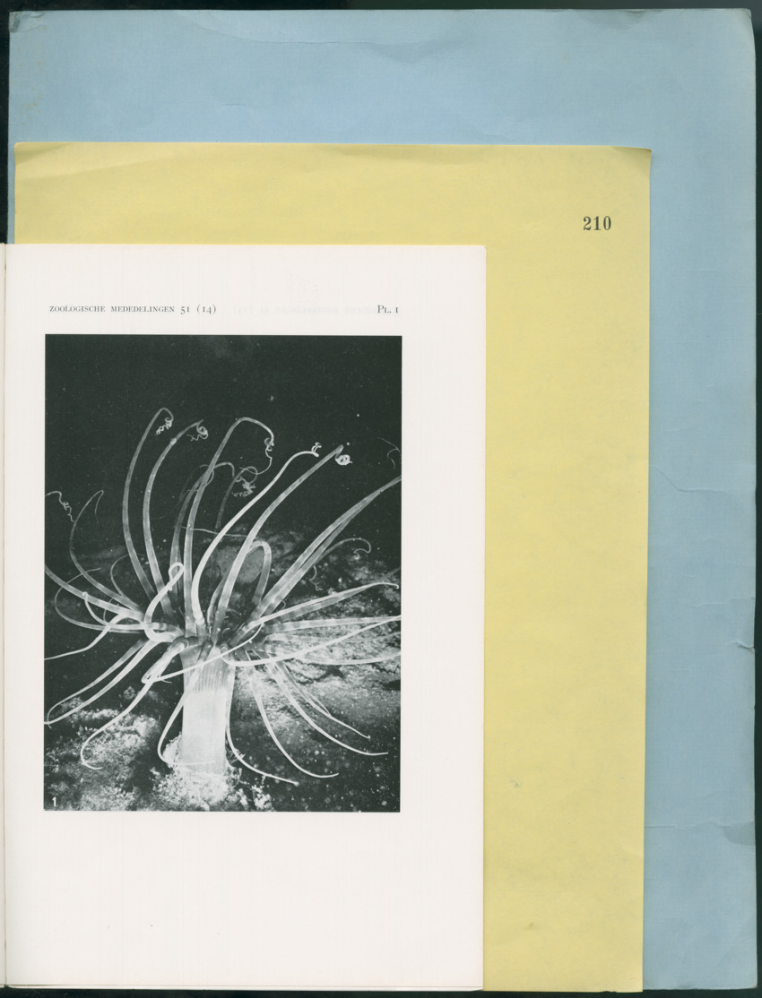 Carmabi Collected Papers Volume 12- Nos. 194-224, 1976-1977 - Page 469