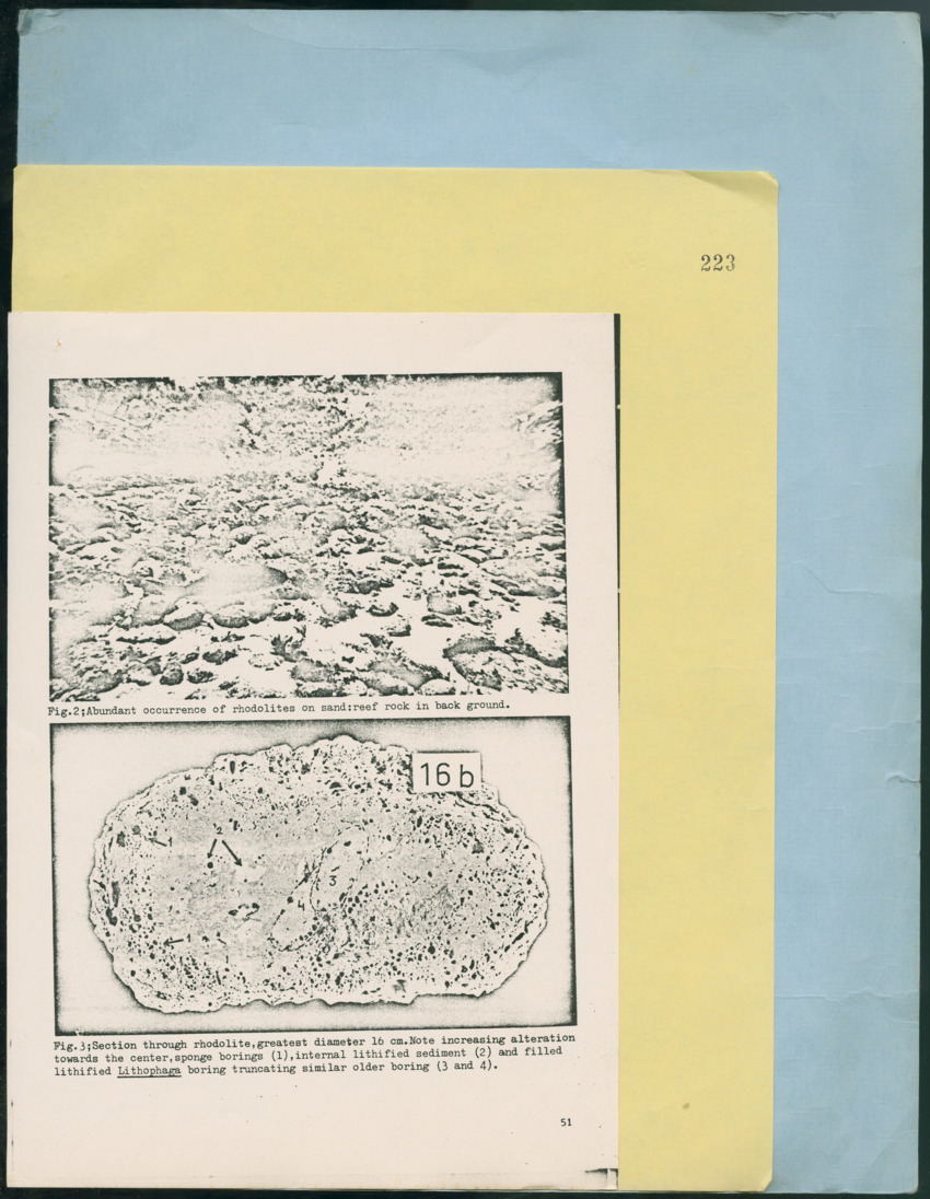 Carmabi Collected Papers Volume 12- Nos. 194-224, 1976-1977 - Page 773