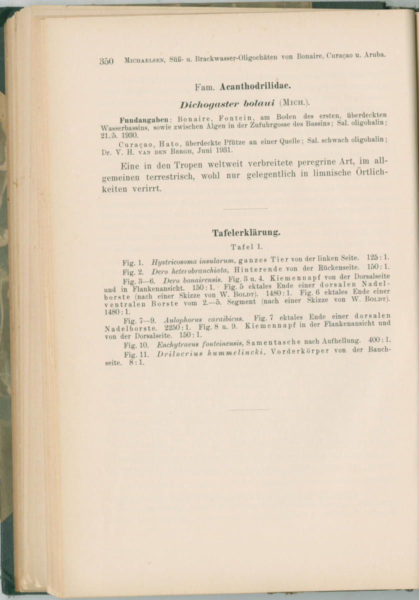 Zoologische Ergebnisse einer Reise nach Bonaire, Curacao und  Aruba im Jahre 1930 - 1. Teil - New Page