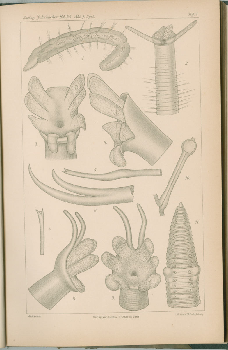 Zoologische Ergebnisse einer Reise nach Bonaire, Curacao und  Aruba im Jahre 1930 - 1. Teil - New Page