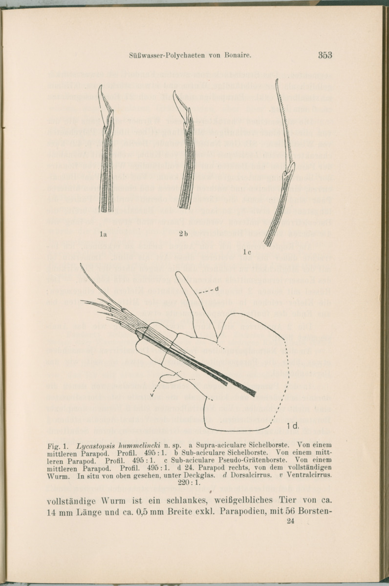 Zoologische Ergebnisse einer Reise nach Bonaire, Curacao und  Aruba im Jahre 1930 - 1. Teil - New Page