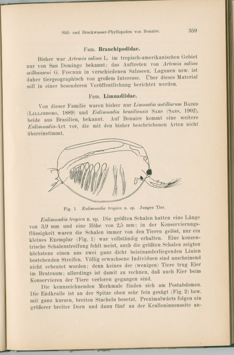 Zoologische Ergebnisse einer Reise nach Bonaire, Curacao und  Aruba im Jahre 1930 - 1. Teil - New Page