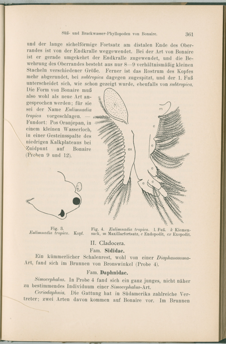 Zoologische Ergebnisse einer Reise nach Bonaire, Curacao und  Aruba im Jahre 1930 - 1. Teil - New Page