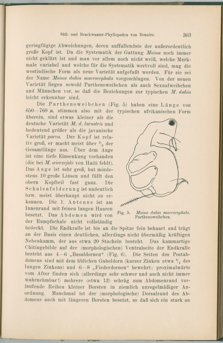 Zoologische Ergebnisse einer Reise nach Bonaire, Curacao und  Aruba im Jahre 1930 - 1. Teil - New Page