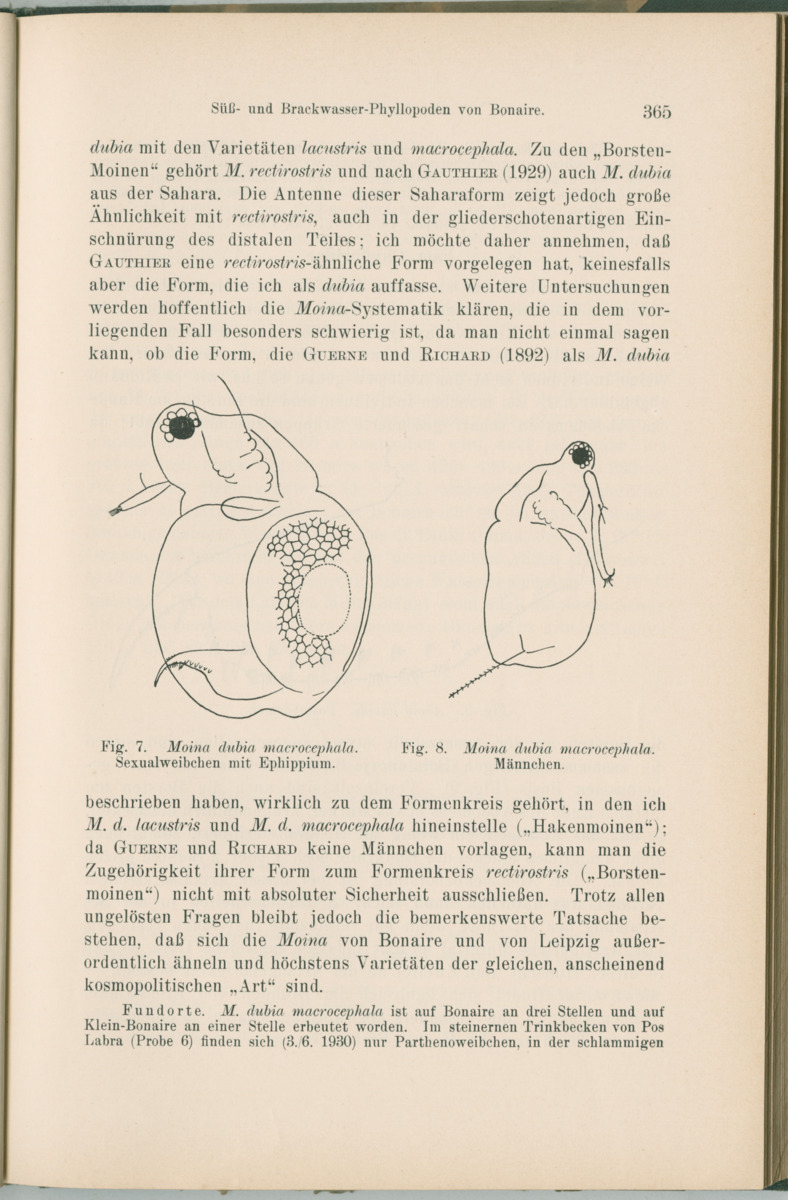 Zoologische Ergebnisse einer Reise nach Bonaire, Curacao und  Aruba im Jahre 1930 - 1. Teil - New Page